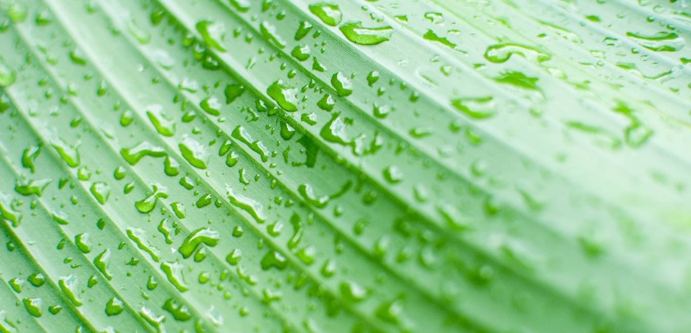 Quels Sont Les 10 Bienfaits De La Chlorophylle