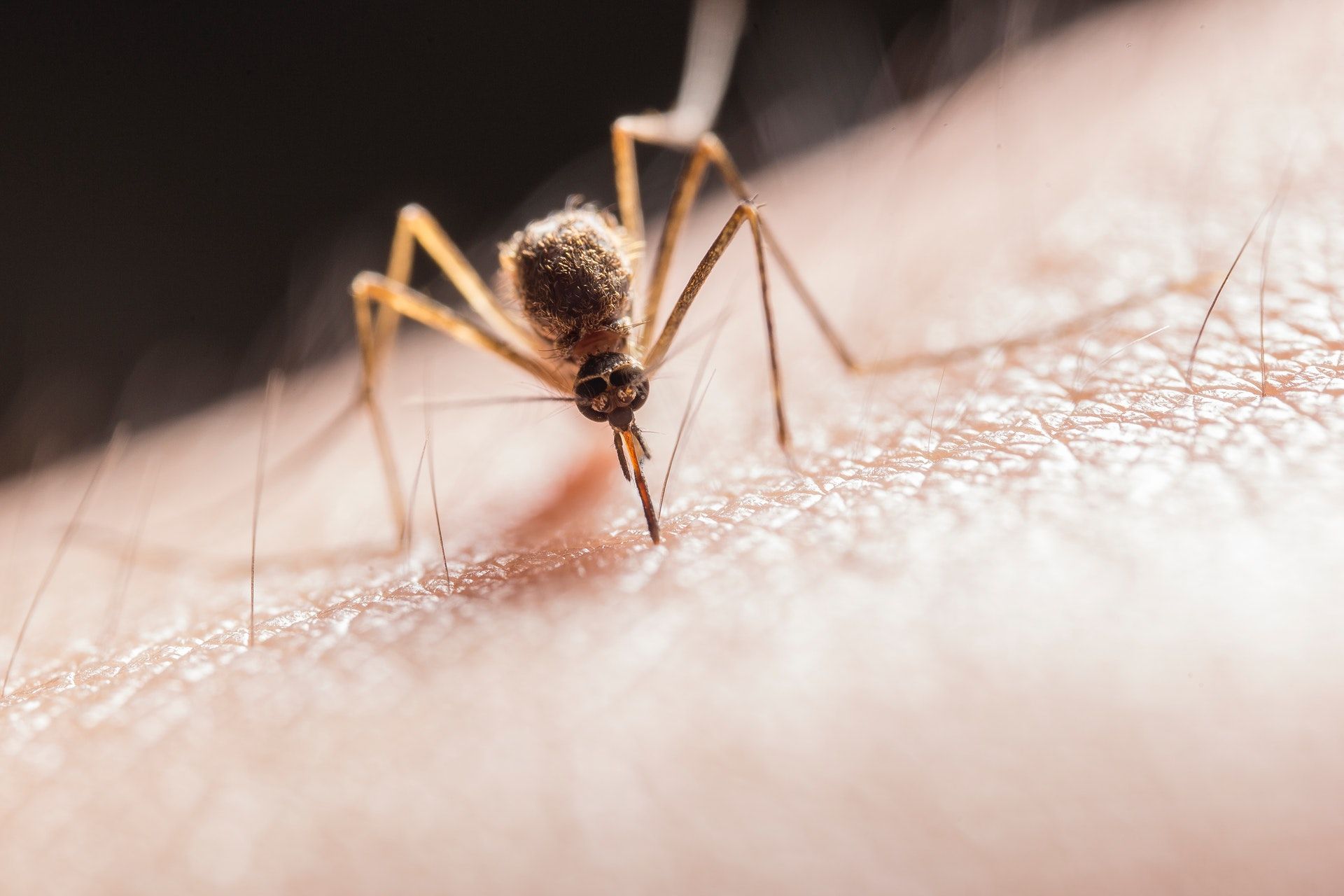 Recette répulsive : Bye bye tiques et moustiques.